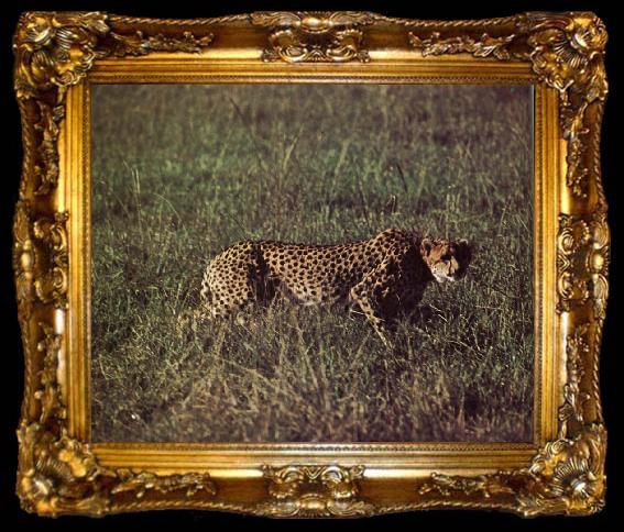 framed  unknow artist Geparden am failing varldens snabbaste daggdjur but none uthallig destroyer, ta009-2